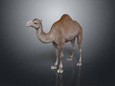 Camel With Single Hump Light Brown Fur Standing On Dark Background 3d model