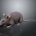Realistic Grey Mouse With Large Ears And Long Tail On Dark Reflective Surface 3d model