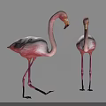 Pink Flamingo Walking On One Leg With Shadow On Gray Background