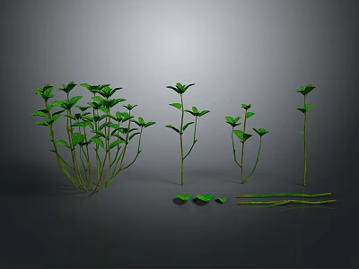 Green Plant 3D Models with Various Stems Leaves and Scattered Foliage 3d model