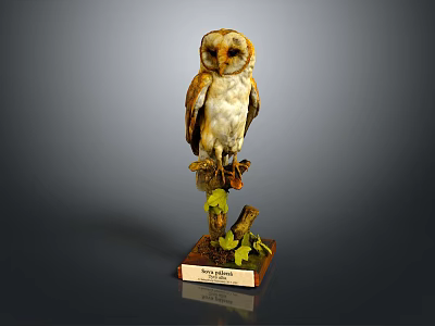 Owl grimace owl long-eared owl wulin owl monkey face owl carved owl 3d model