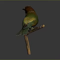 Colorful Bird With Vibrant Green Yellow Brown Feathers Perched On Wooden Branch Against Dark Background