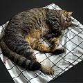 Adorable Tabby Cat Sleeping Peacefully On Black And White Plaid Blanket