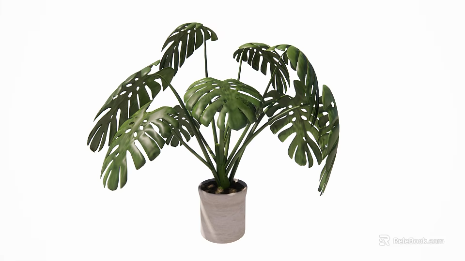 Monstera Potted Plant with Large Green Leaves in Light Colored Ceramic Pot 3d model 