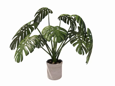 Monstera Potted Plant with Large Green Leaves in Light Colored Ceramic Pot 3d model