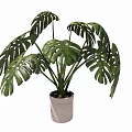 Monstera Potted Plant with Large Green Leaves in Light Colored Ceramic Pot
