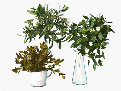 Indoor Potted Plants With Green Leaves White Flowers Ceramic And Glass Vases 3d model