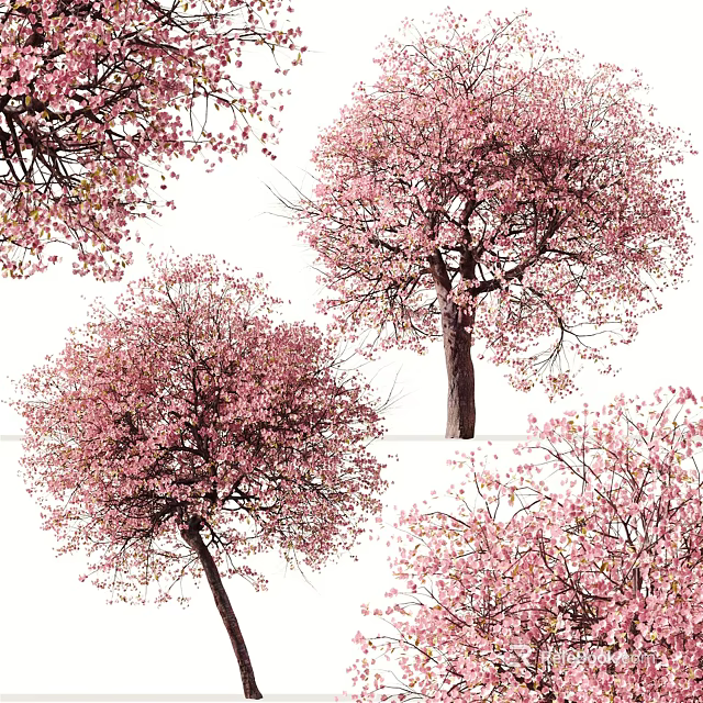 Beautiful Flowering Trees With Pink Blossoms In Spring Season View 3d model 