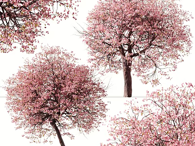 Beautiful Flowering Trees With Pink Blossoms In Spring Season View 3d model