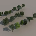 Various Types of Green Trees With Natural Shapes Shadows And Lush Foliage