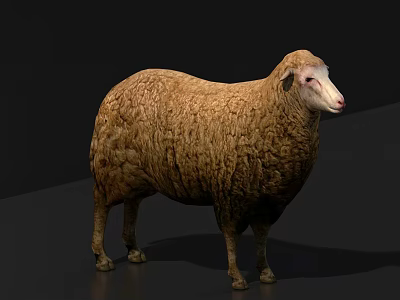 Brown Sheep Standing Against Dark Background With Detailed Wool Texture 3d model