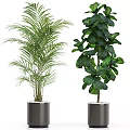 Bonsai Potted Plants With Various Types Different Leaf Shapes And Heights In Black Pots