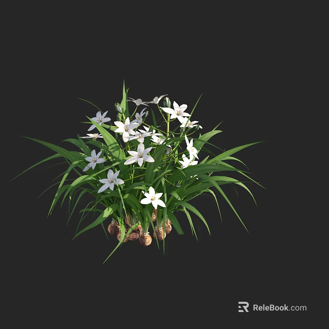 White Small Flowers With Long Green Leaves And Root Tubers On Black Background 3d model 