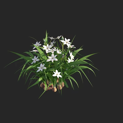 White Small Flowers With Long Green Leaves And Root Tubers On Black Background 3d model
