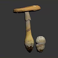Mushroom With Orange Yellow Cap And Small White Mushroom On Gray Background With Reflection