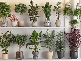 Modern Green Plant Potted Plant Combination Flower Pot Fortune Tree Rubber Tree Flower Black King Kong Potted Fishing Green Planting Plantain Bonsai 3d model