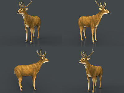 Modern Deer model