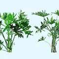 Two Lush Green Shrubs With Vibrant Foliage And Ornamental Leaf Shapes For Garden Landscaping