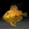 Golden Aquatic Fish With Unique Fins Detailed Texture And Vibrant Color On Dark Background