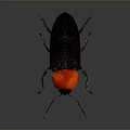 Distinctive Beetle With Bright Red Head And Shiny Black Body On Gray Gradient Background