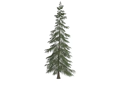 Tall Pine Tree Plant Combination with Dense Green Foliage and Straight Trunk 3d model