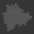 Snow Covered Tree With Green Branches Isolated On Dark Winter Background