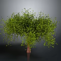 Green Leafy Tree With Dense Foliage And Brown Trunk In Grey Background