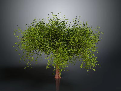 Green Leafy Tree With Dense Foliage And Brown Trunk In Grey Background 3d model