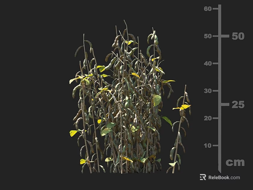 The crop with slender stems and small leaves growing up to 50 cm height 3d model 