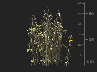 The crop with slender stems and small leaves growing up to 50 cm height 3d model