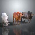 Three Different Colored Cows Standing On Reflective Surface With Gray Background