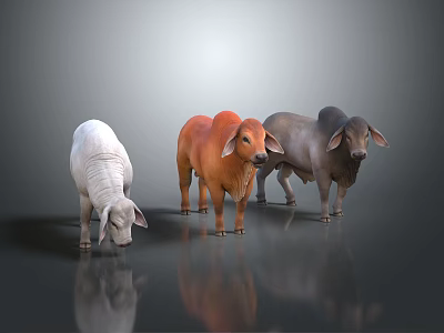 Three Different Colored Cows Standing On Reflective Surface With Gray Background 3d model