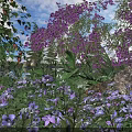 Blooming Purple Flowers With Tiny Blue Blooms And Lush Green Foliage In Natural Outdoor Setting