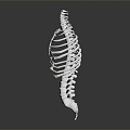 Modern human spine Spinal system Human skeleton 3d model