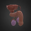 3D Anatomical Human Organ Models Medical Training Devices With Detailed Structures For Education