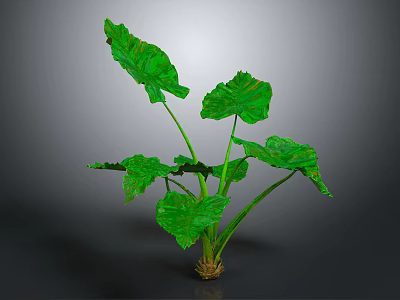 Green Leaf Plant With Large Leaves Green Stems And Brown Soil In Gray Background 3d model
