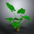 Green Leaf Plant With Large Leaves Green Stems And Brown Soil In Gray Background
