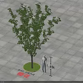 Cherry Blossom Tree With 3 Meters Height And Circular Planter On Gray Square Paved Ground