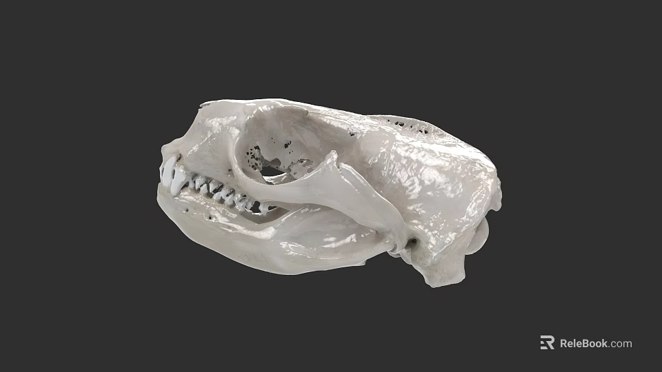 Aquatic Animal Skull Showing Detailed Anatomical Structure And Biological Features 3d model 
