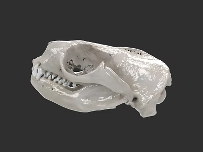 Aquatic Animal Skull Showing Detailed Anatomical Structure And Biological Features 3d model