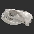 Aquatic Animal Skull Showing Detailed Anatomical Structure And Biological Features