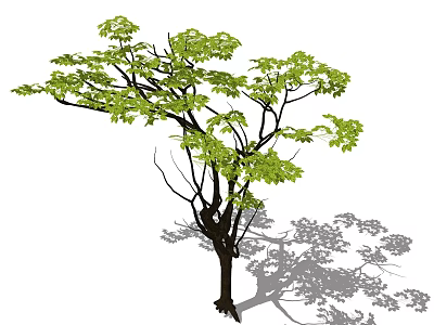 Tall Arbor With Green Leaves Sturdy Trunk And Spreading Branches Casting Shadow 3d model