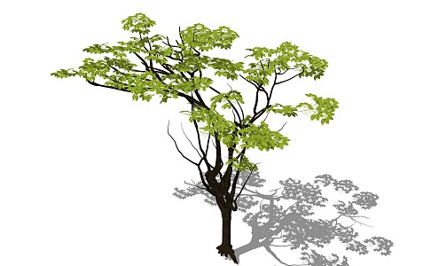 Modern Tree Landscape Tree 3d model