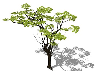 Modern Tree Landscape Tree 3d model