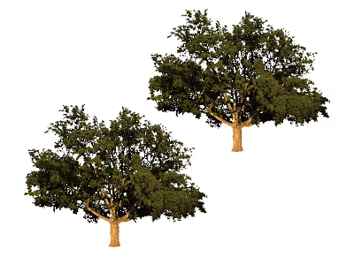 Two Lush Green Arbor Trees With Healthy Foliage And Brown Trunks 3d model