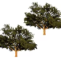 Two Lush Green Arbor Trees With Healthy Foliage And Brown Trunks