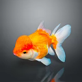 Colorful Orange And White Goldfish Swimming With Reflection On Gray Background