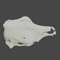 White Animal Skull With Detailed Skeletal Structure On Black Background