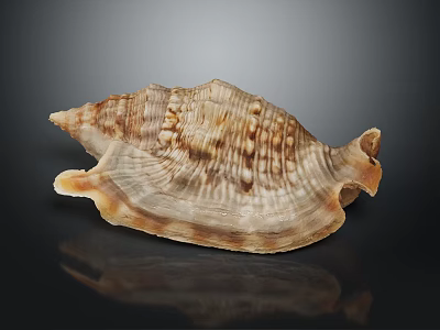 Conch Shell With Spiral Texture And Natural Brown Beige Patterns On Black Background 3d model