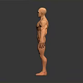 Muscular Male 3D Model Figure Standing With Orange Color And Human Anatomy